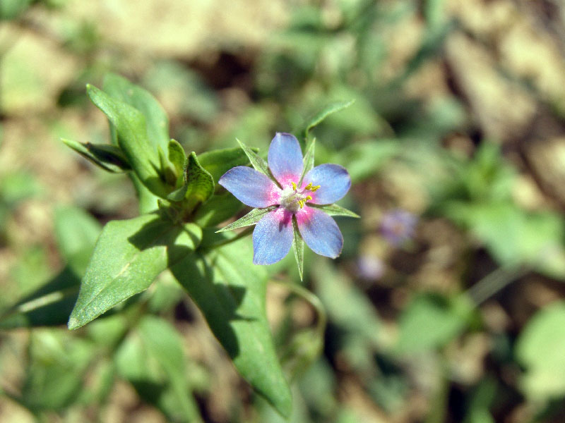 Изображение особи Anagallis foemina.