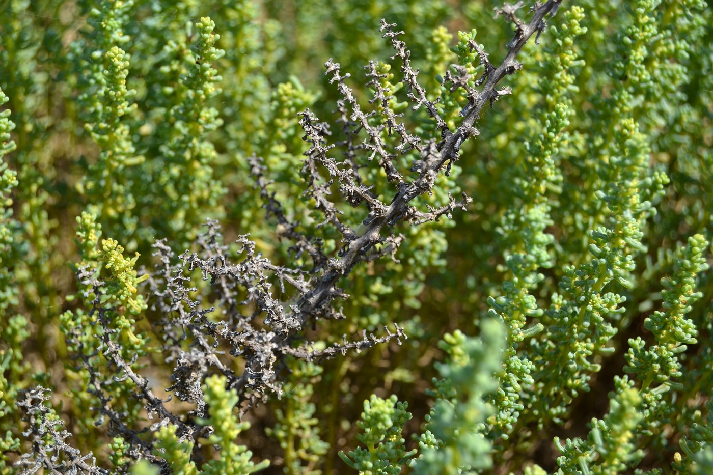 Изображение особи Salsola foliosa.