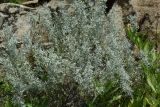 Artemisia rutifolia