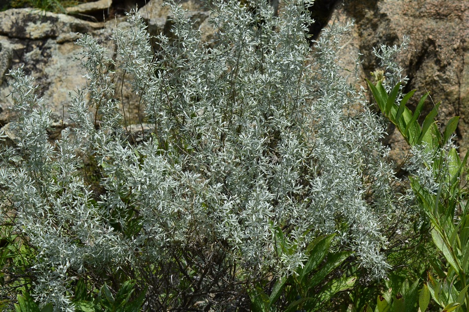 Изображение особи Artemisia rutifolia.