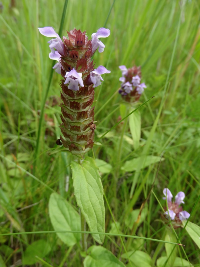 Image of Prunella japonica specimen.