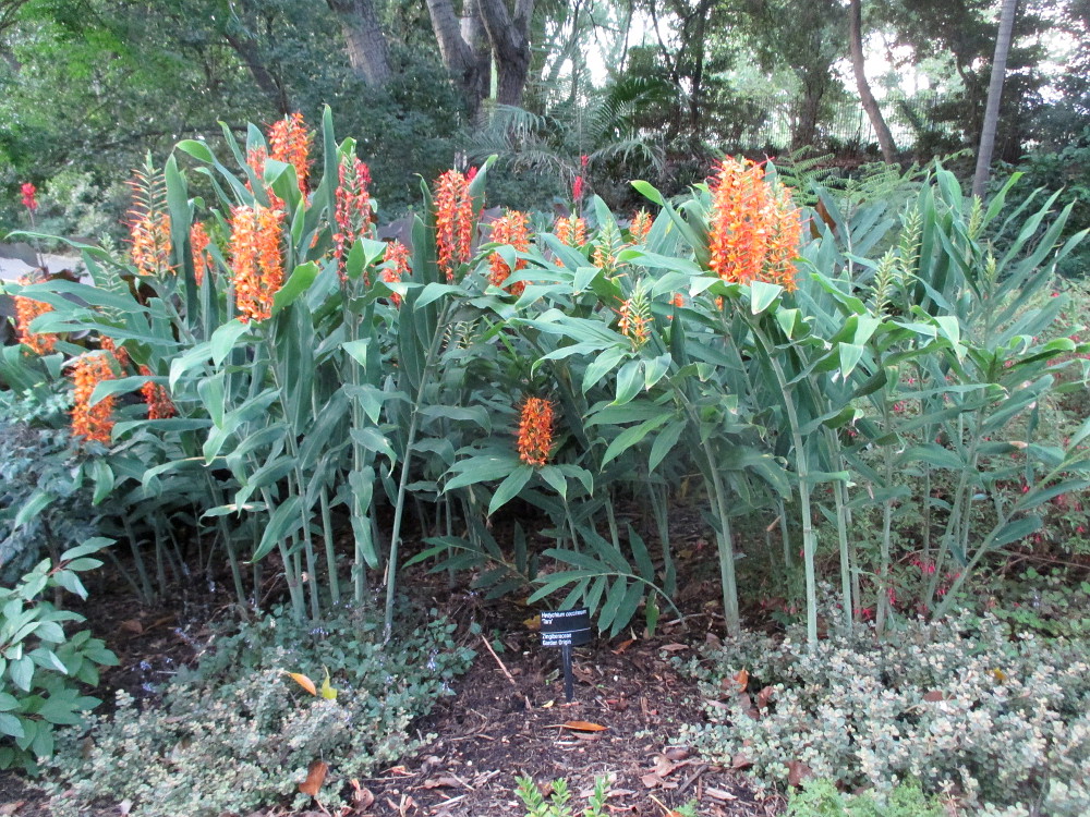 Image of Hedychium coccineum specimen.