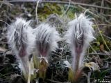 Pulsatilla taurica