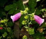 Digitalis purpurea