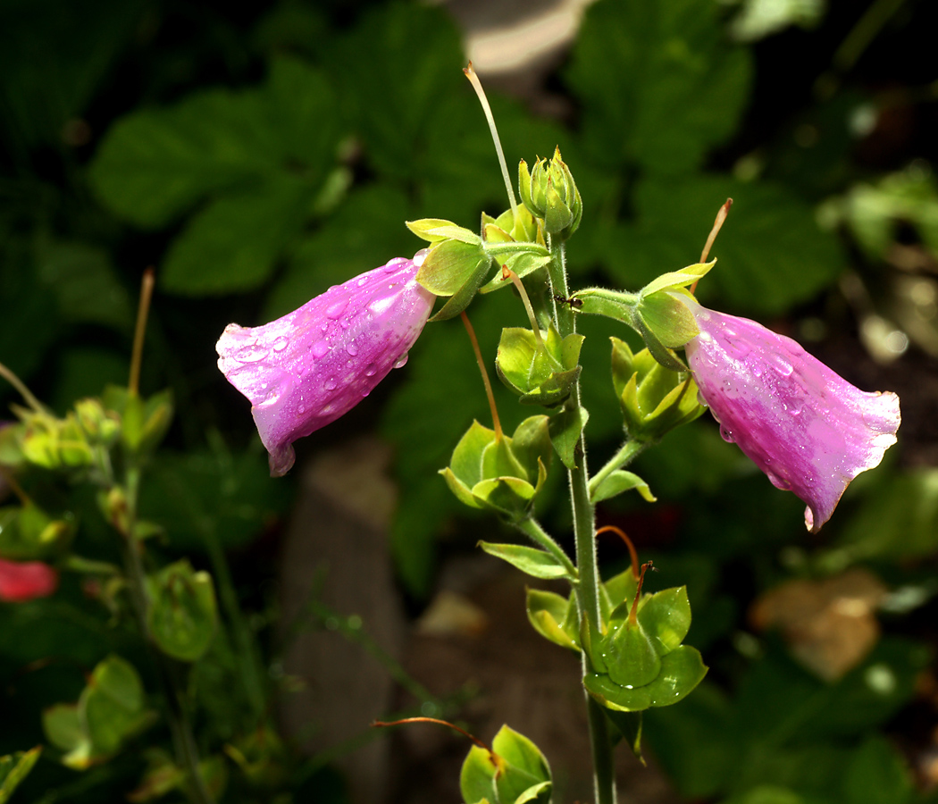 Image of Digitalis purpurea specimen.