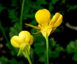 Ranunculus sardous