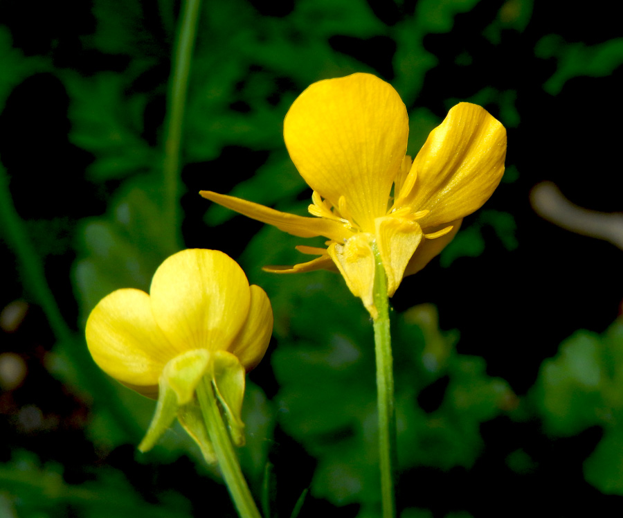Изображение особи Ranunculus sardous.