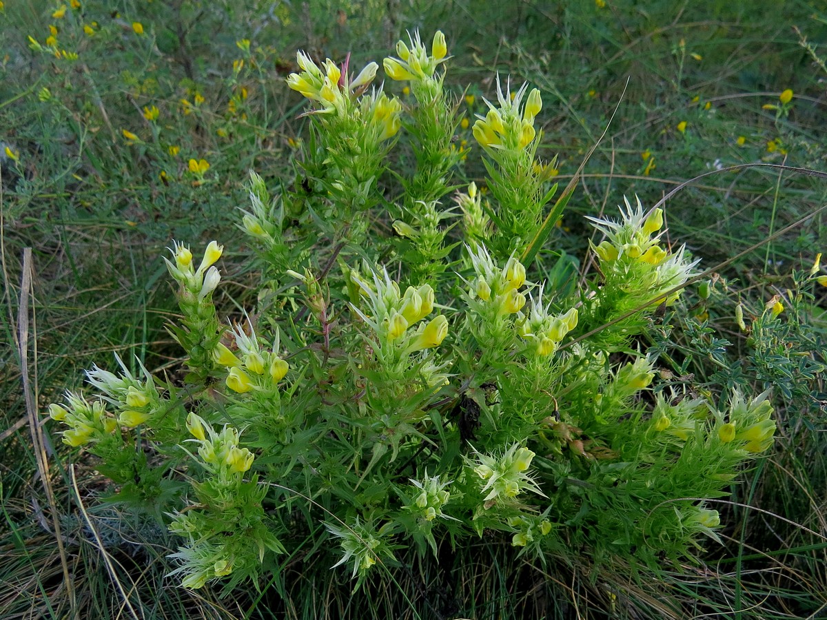 Изображение особи Melampyrum argyrocomum.