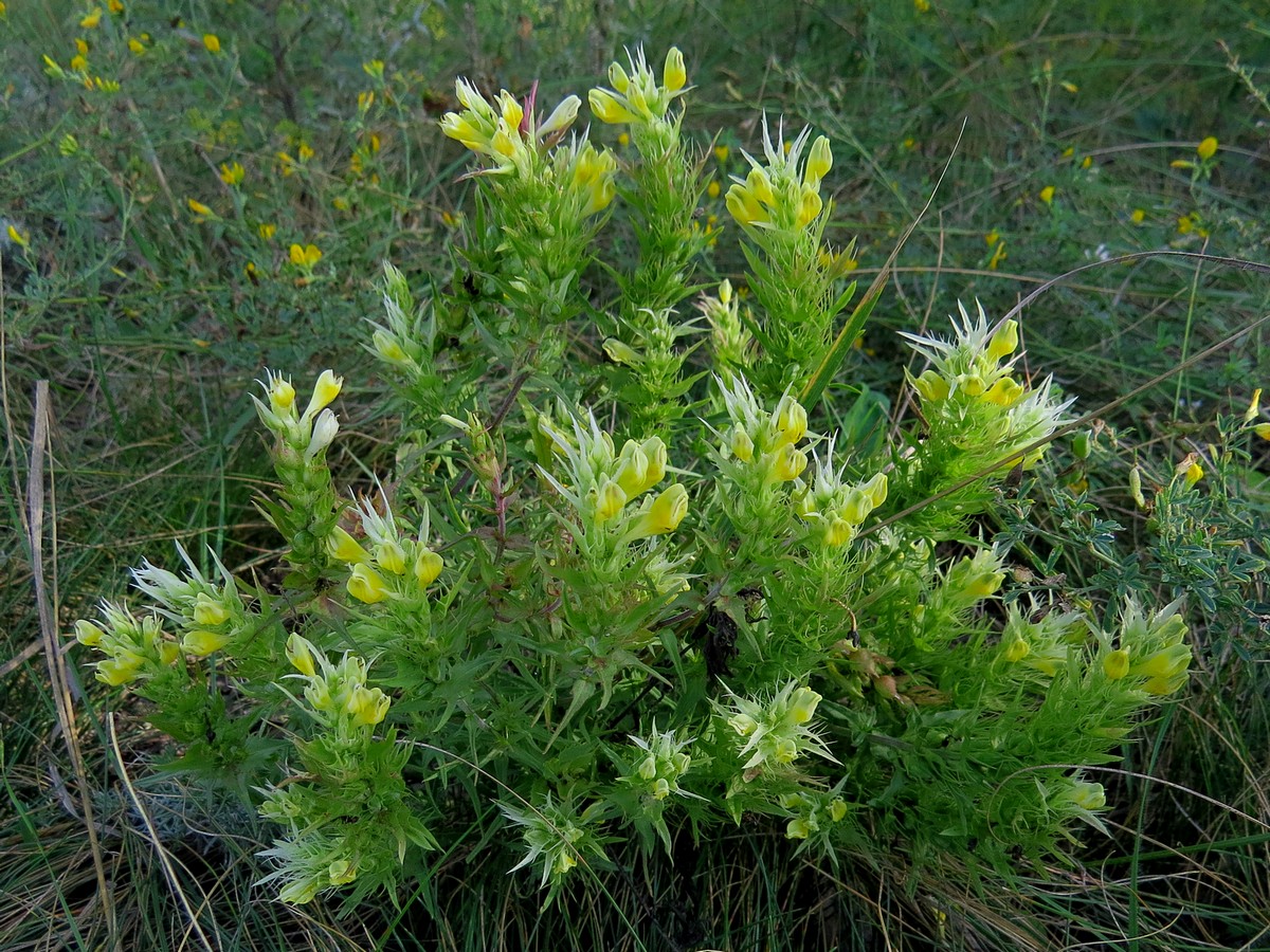 Image of Melampyrum argyrocomum specimen.