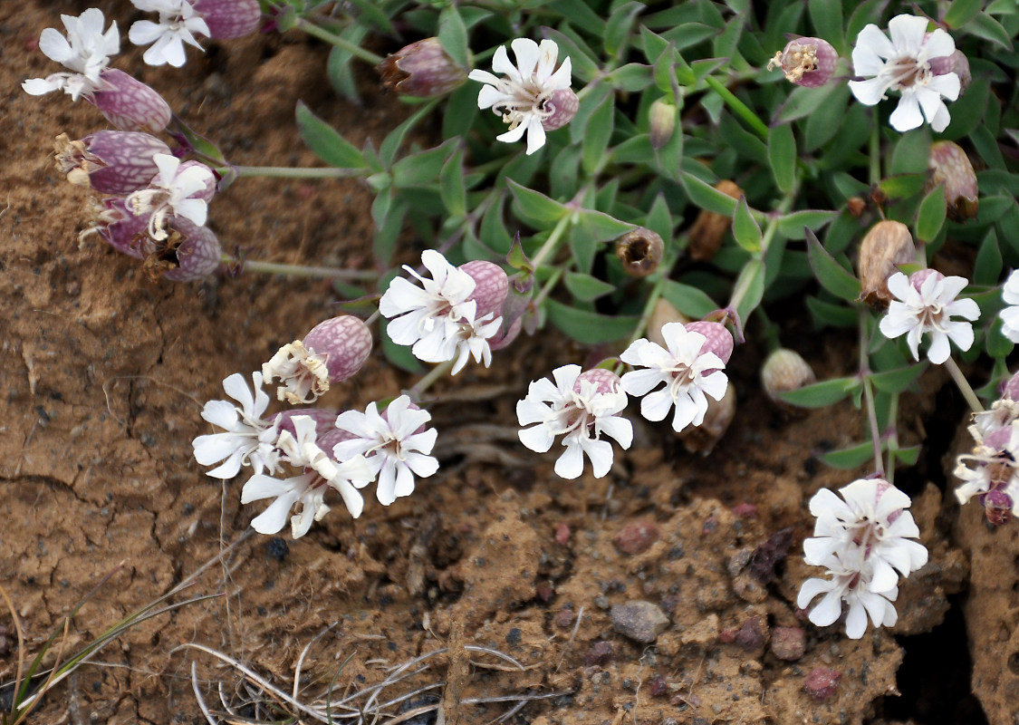 Image of Oberna uniflora specimen.