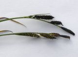 Image of taxon representative. Author is Сергей Банкетов