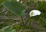 Calla palustris