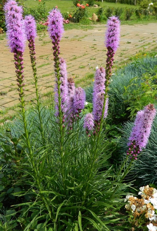 Image of Liatris spicata specimen.