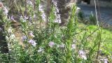 Rosmarinus officinalis. Цветущее растение. Южный берег Крыма, Никитский ботанический сад. 06.03.2010.