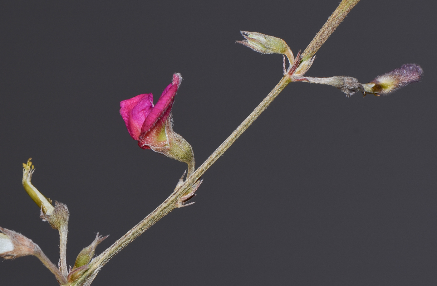 Image of Tephrosia apollinea specimen.