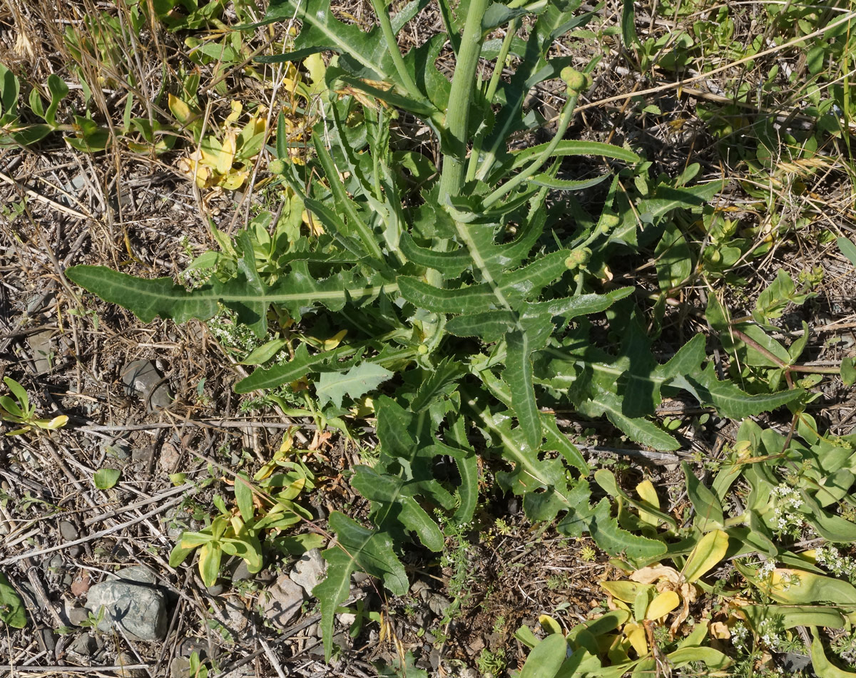 Изображение особи Sonchus arvensis ssp. uliginosus.