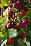 Malus domestica. Ветвь с плодами. Ярославская обл., Рыбинский р-н, с. Каменники, заброшенный фруктовый сад. 22.08.2016.
