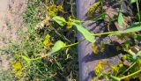 Bupleurum subovatum