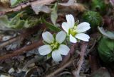 Holosteum umbellatum