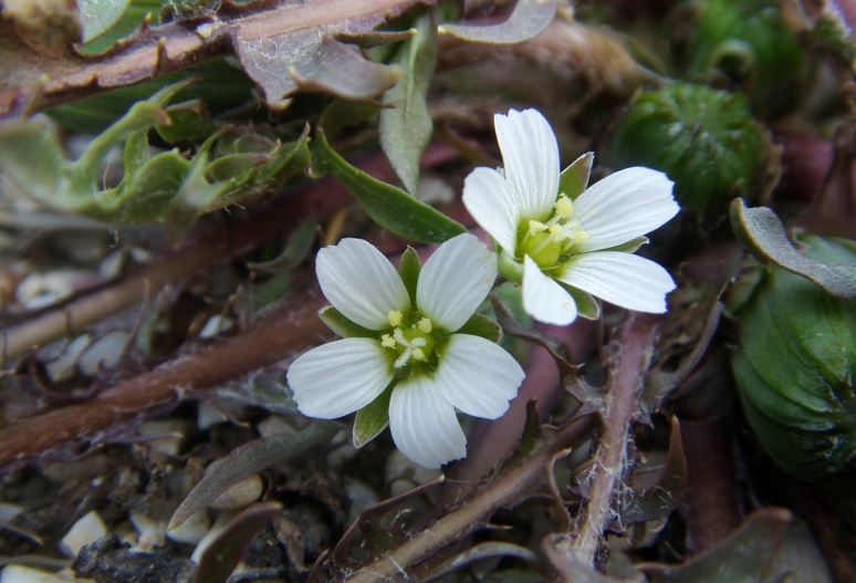 Изображение особи Holosteum umbellatum.