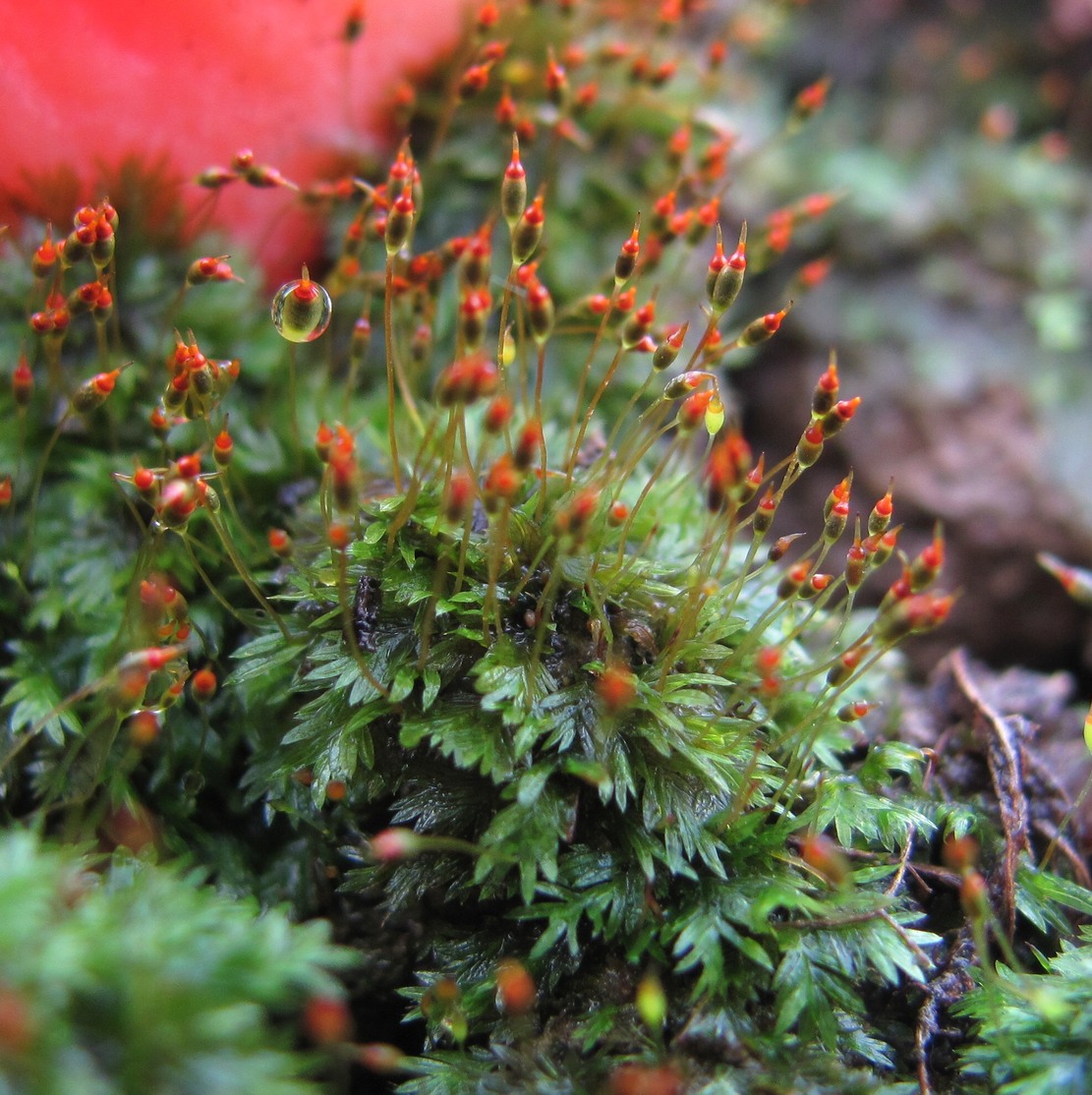 Image of Fissidens bryoides specimen.