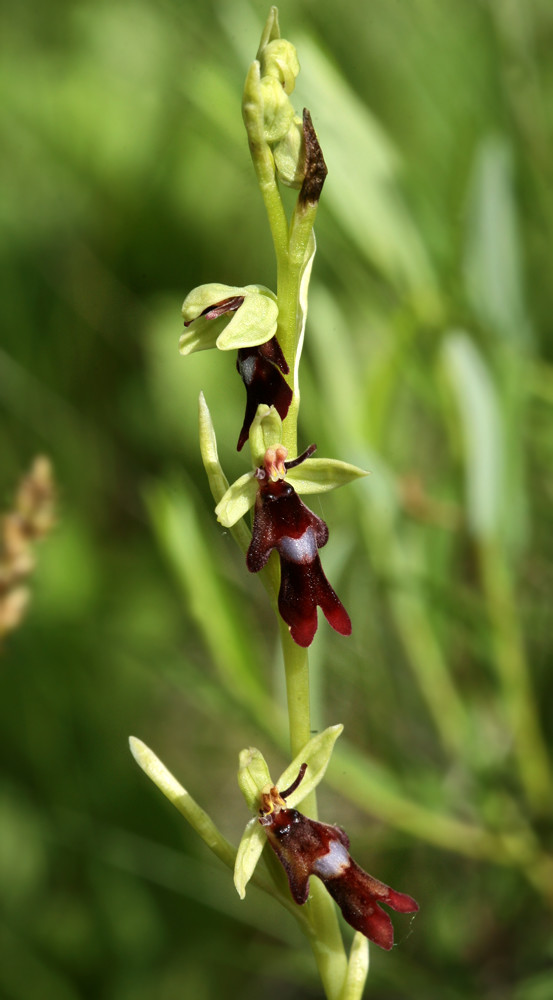 Изображение особи Ophrys insectifera.