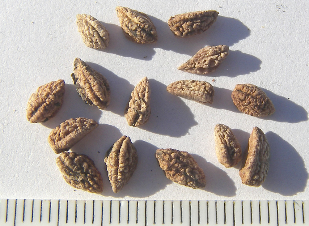 Image of Eleutherococcus sessiliflorus specimen.