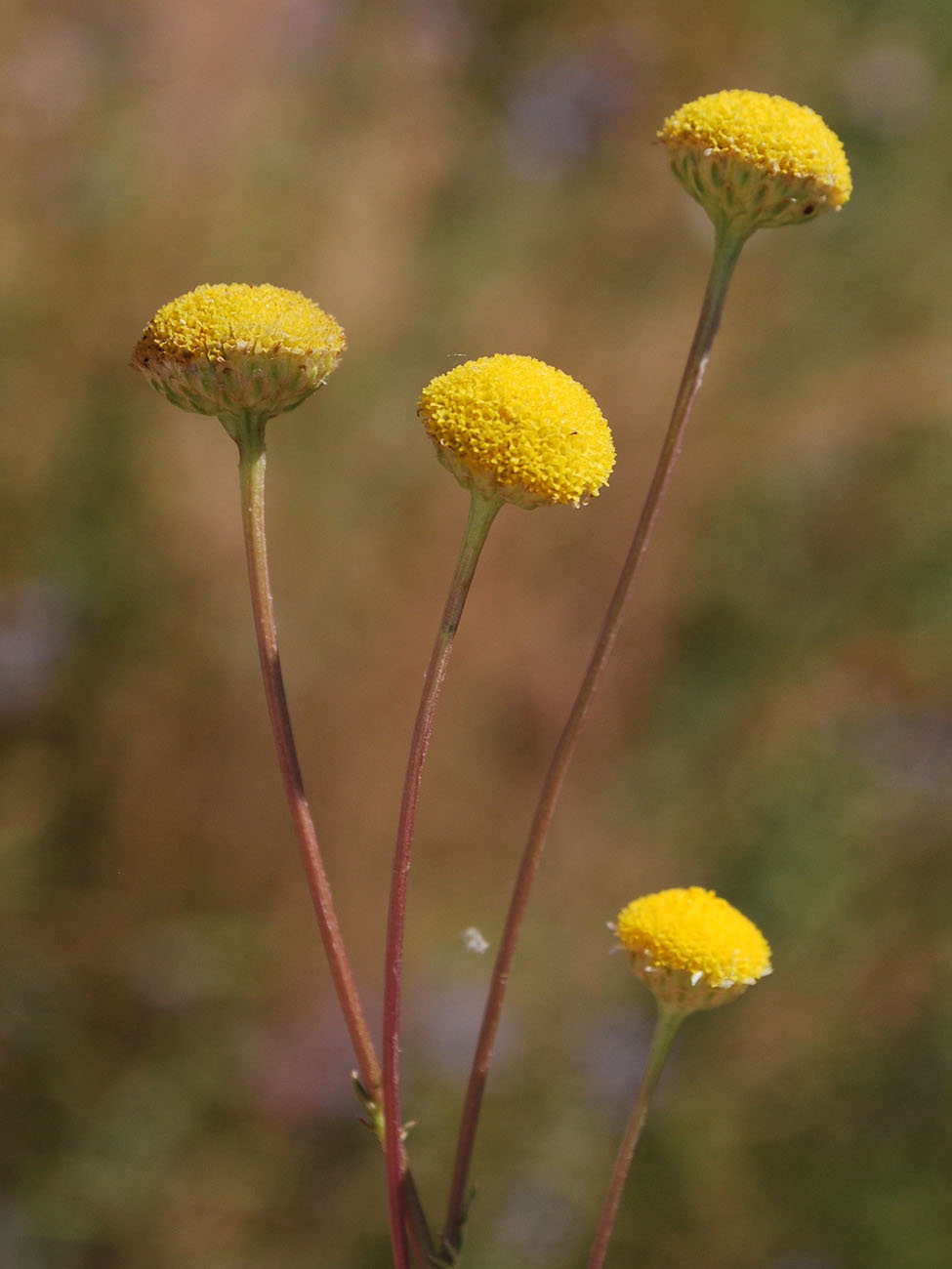 Image of Tripleurospermum disciforme specimen.
