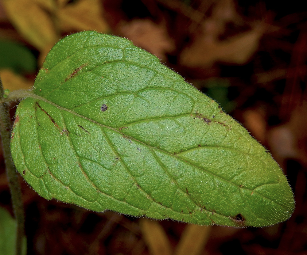 Image of Clinopodium caucasicum specimen.