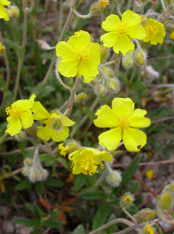 Image of Helianthemum canum specimen.