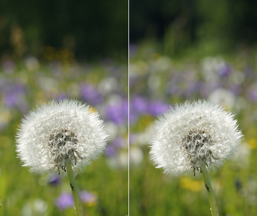 Image of Taraxacum officinale specimen.