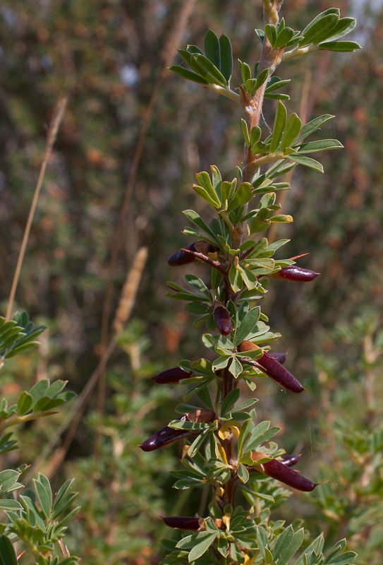 Image of Caragana spinosa specimen.