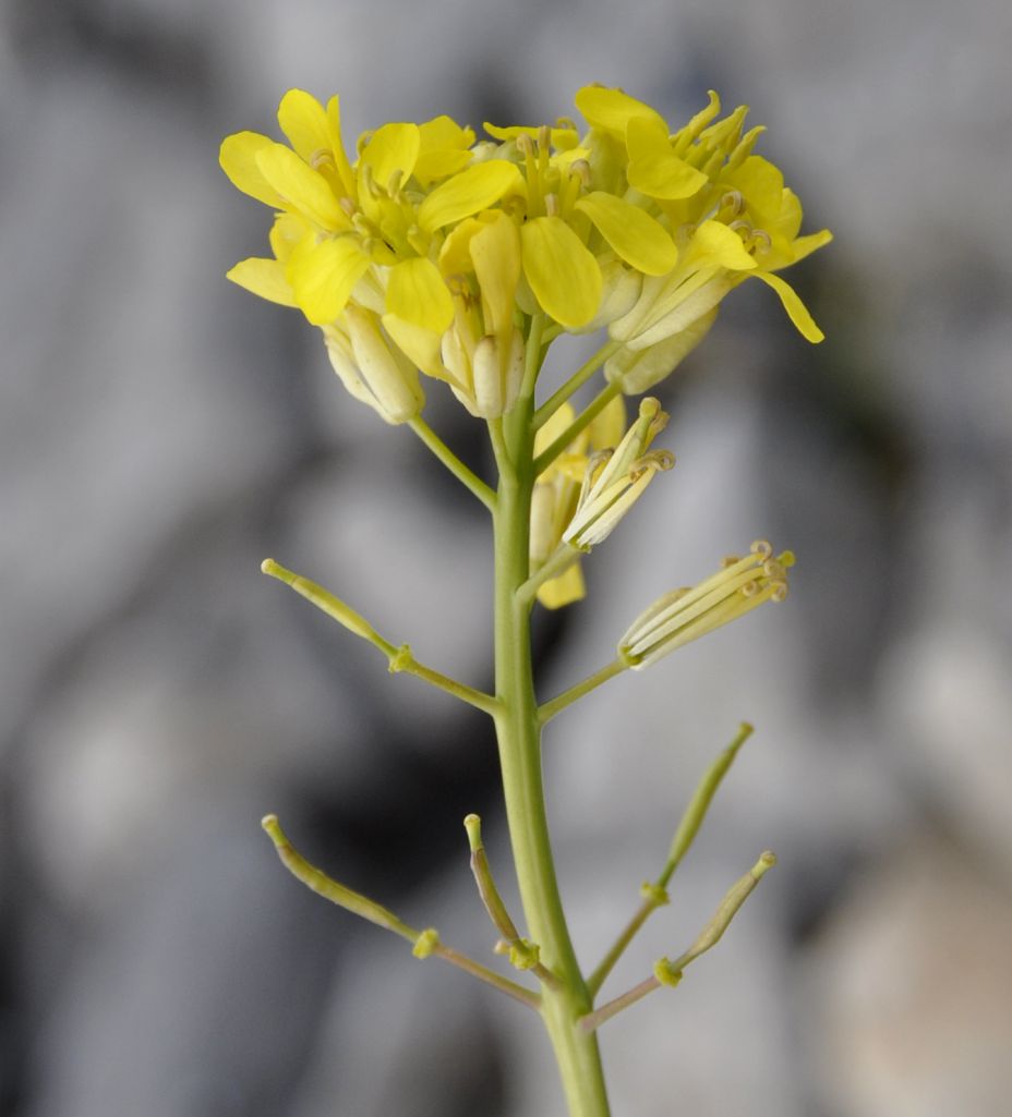 Изображение особи Brassica nivalis.