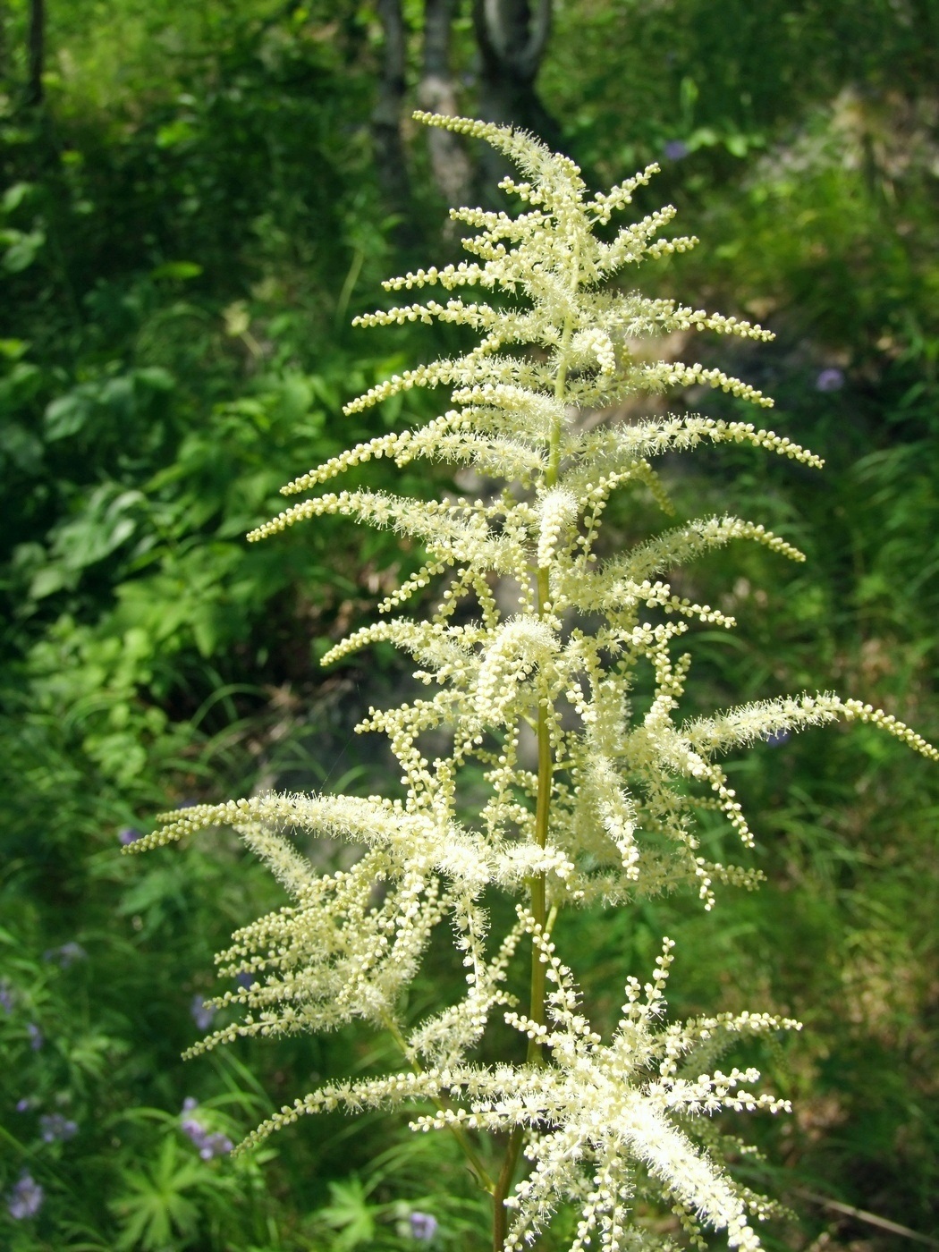 Изображение особи Aruncus dioicus.