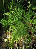 Pentagramma triangularis