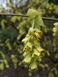 Corylopsis willmottiae. Соцветие. ФРГ, Нижняя Саксония, Ольденбург, ботанический сад Ольденбургского университета. 7 апреля 2007 г.