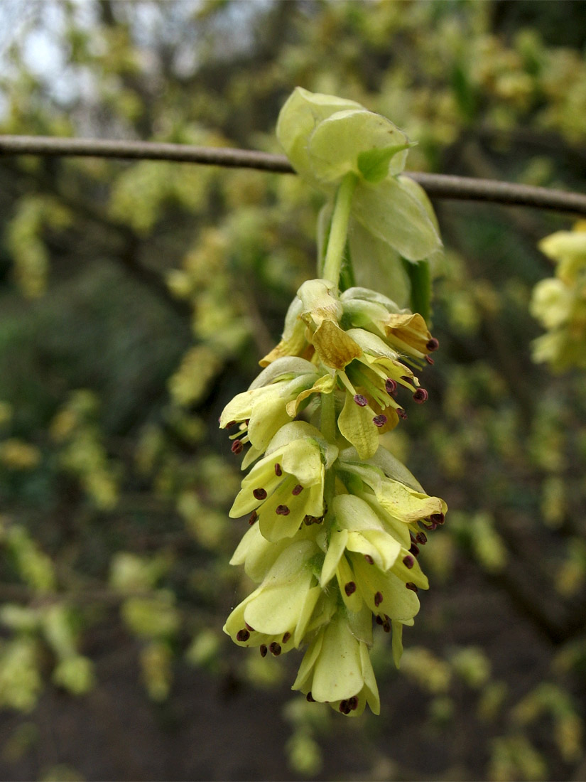 Image of Corylopsis willmottiae specimen.