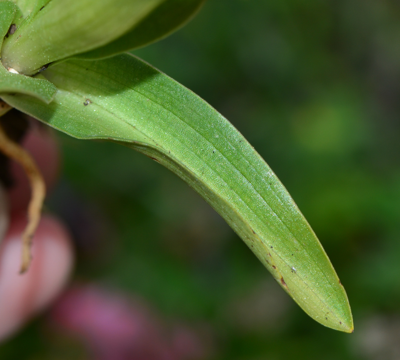 Image of Anacamptis papilionacea ssp. schirwanica specimen.