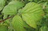 Rubus idaeus