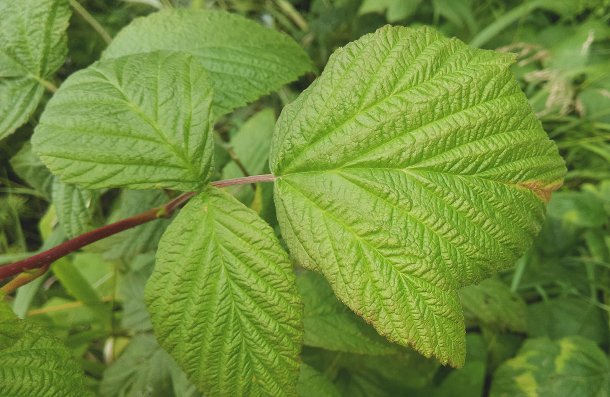 Image of Rubus idaeus specimen.