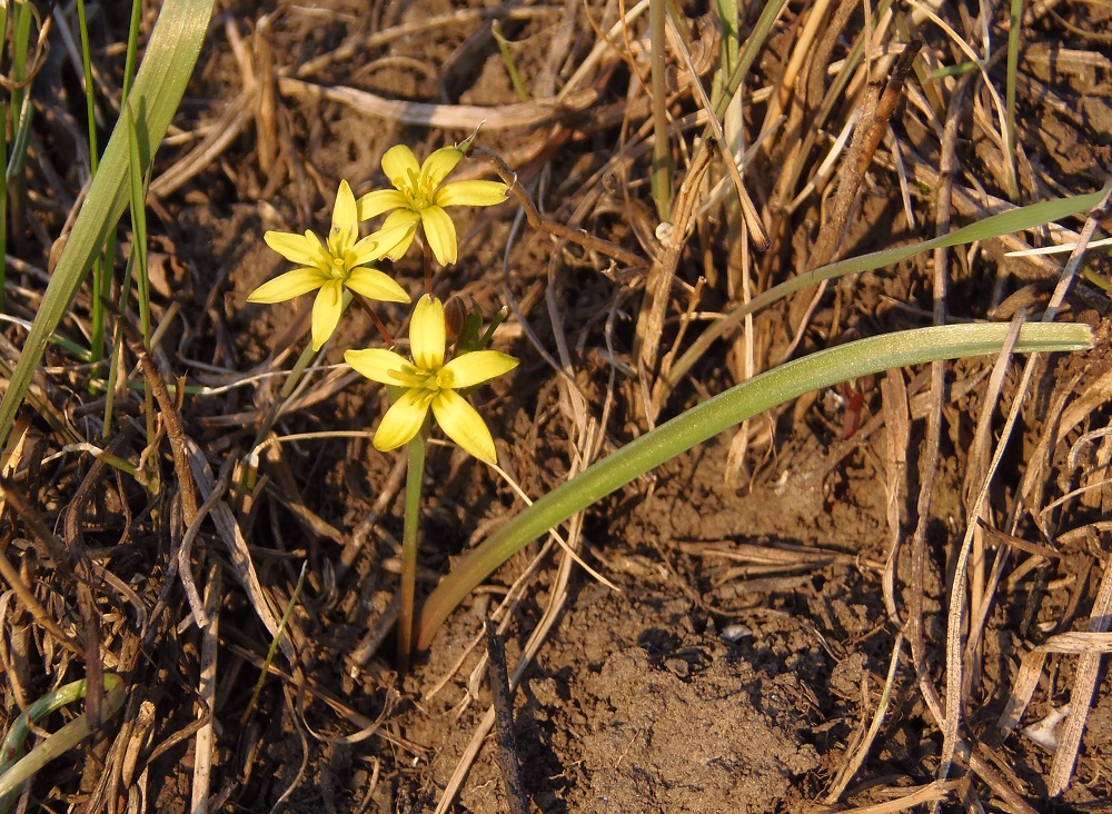 Image of genus Gagea specimen.