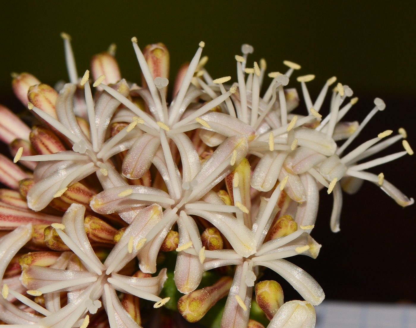 Image of Dracaena fragrans specimen.