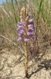 Phelipanche arenaria. Цветущее растение (паразитирует на Artemisia arenaria). Краснодарский край, м/о город-курорт Анапа, окр. с. Витязево, Витязевская коса, закреплённые пески. 7 июня 2017 г.