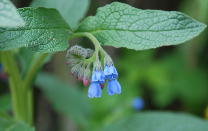 Изображение особи Symphytum caucasicum.