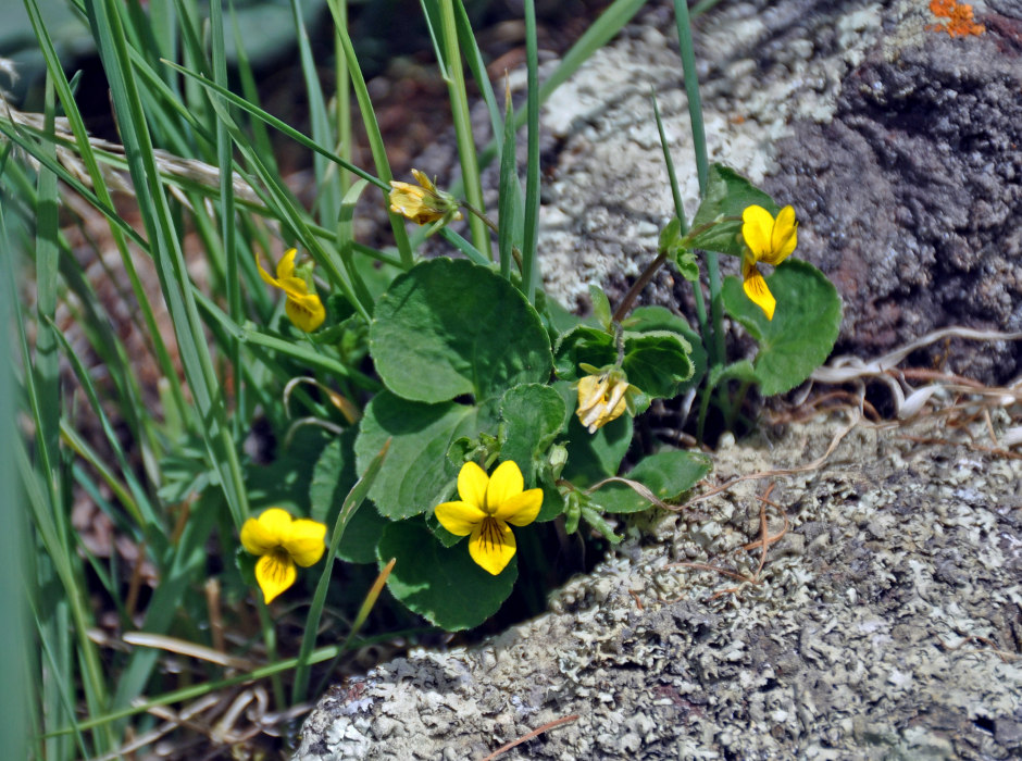 Image of Viola biflora specimen.