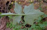 Mycelis muralis