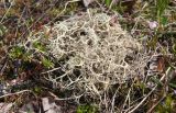 Alectoria ochroleuca