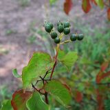 Image of taxon representative. Author is Сергей Наумов