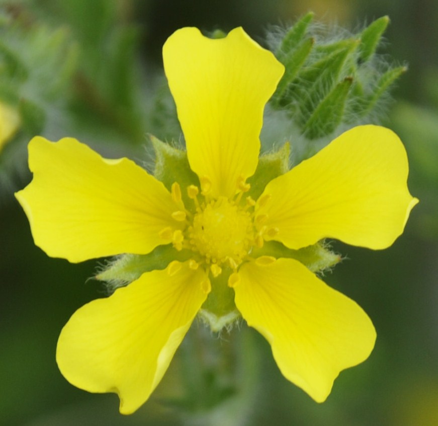 Изображение особи Potentilla laciniosa.