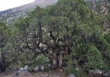 Juniperus turkestanica. Старое дерево. Таджикистан, Фанские горы, долина р. Чапдара, ≈ 2600 м н.у.м., сухой склон. 03.08.2017.